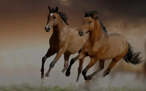 acf904d11cde08c65436b0bf3531d00f72e7c738